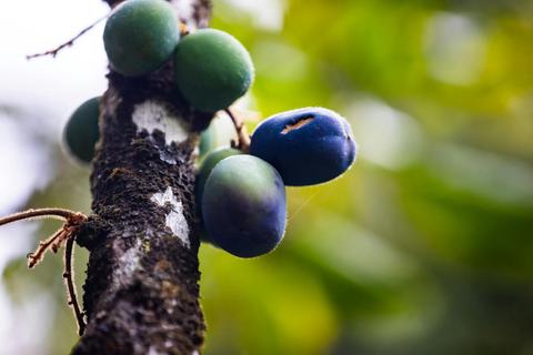 Private Cairns Tablelands Food & Drink Tour