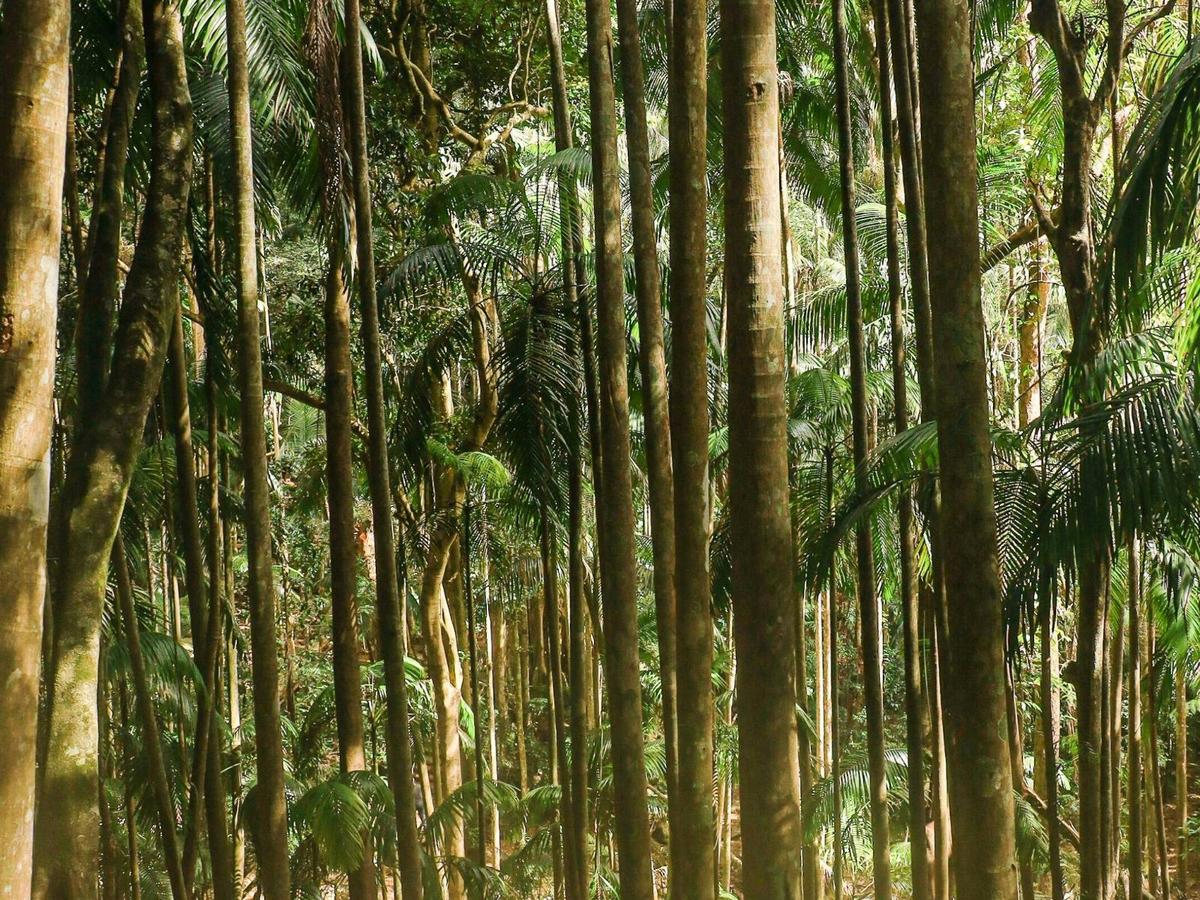 Rainforest Mount Tamborine