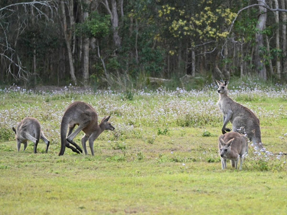 Gold Coast Wildlife