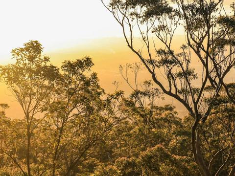 Mount Tamborine Vines, Views & Glow Worms