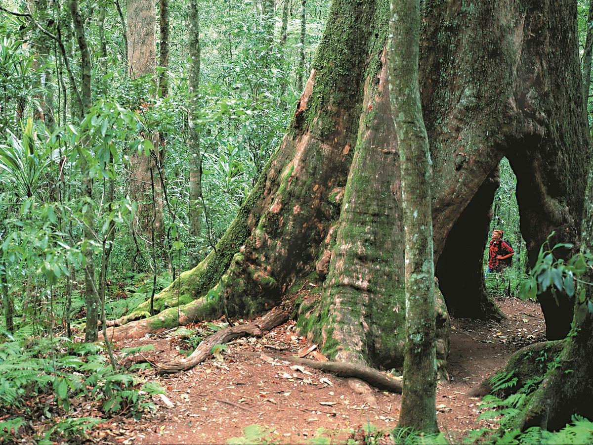 Springbrook National Park
