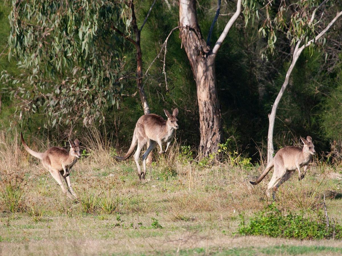 Kangaroo mob