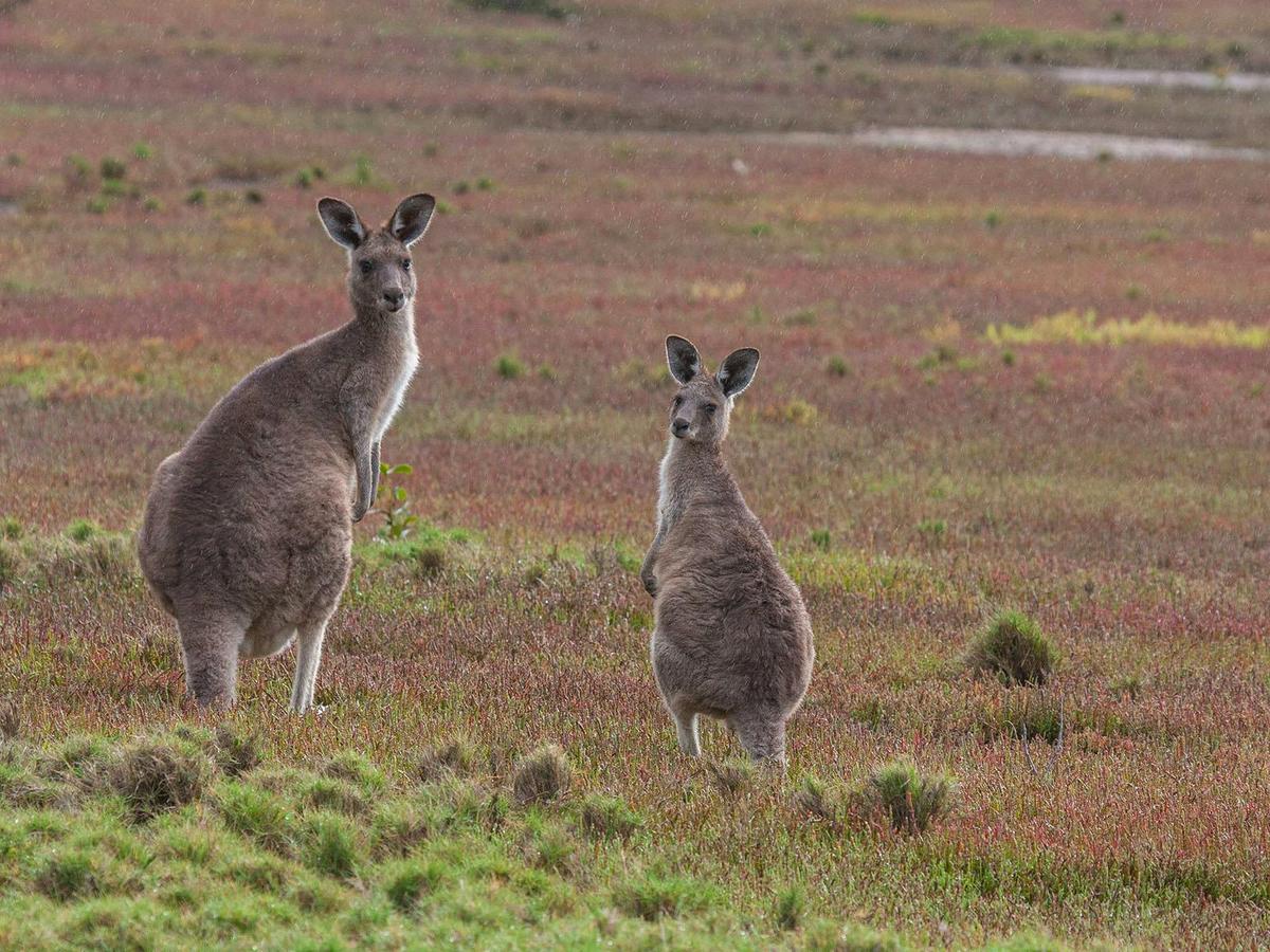 Kangaroos, Mangroves and the Ocean