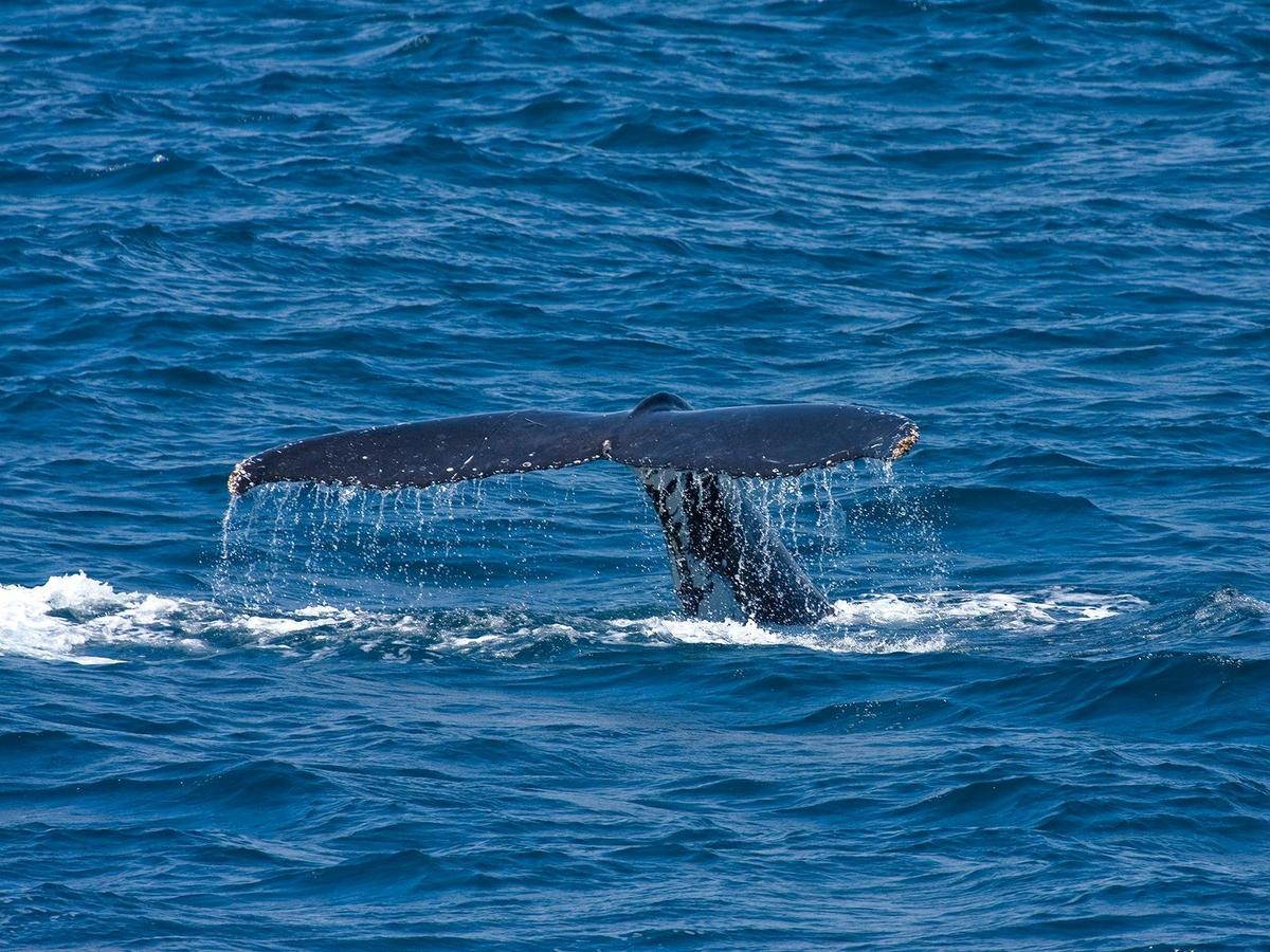 Humpback Whale at the Gorge Walk