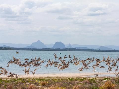 Bribie Island Birdlife Tour