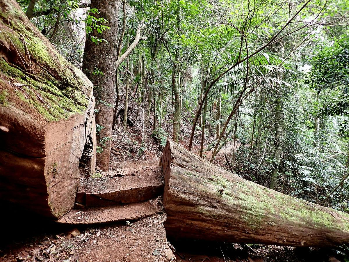 Maiala Rainforest Tour
