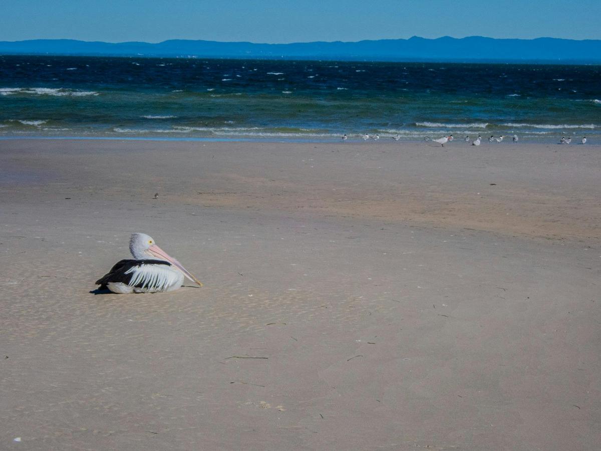 Bribie Island Birdlife Tour