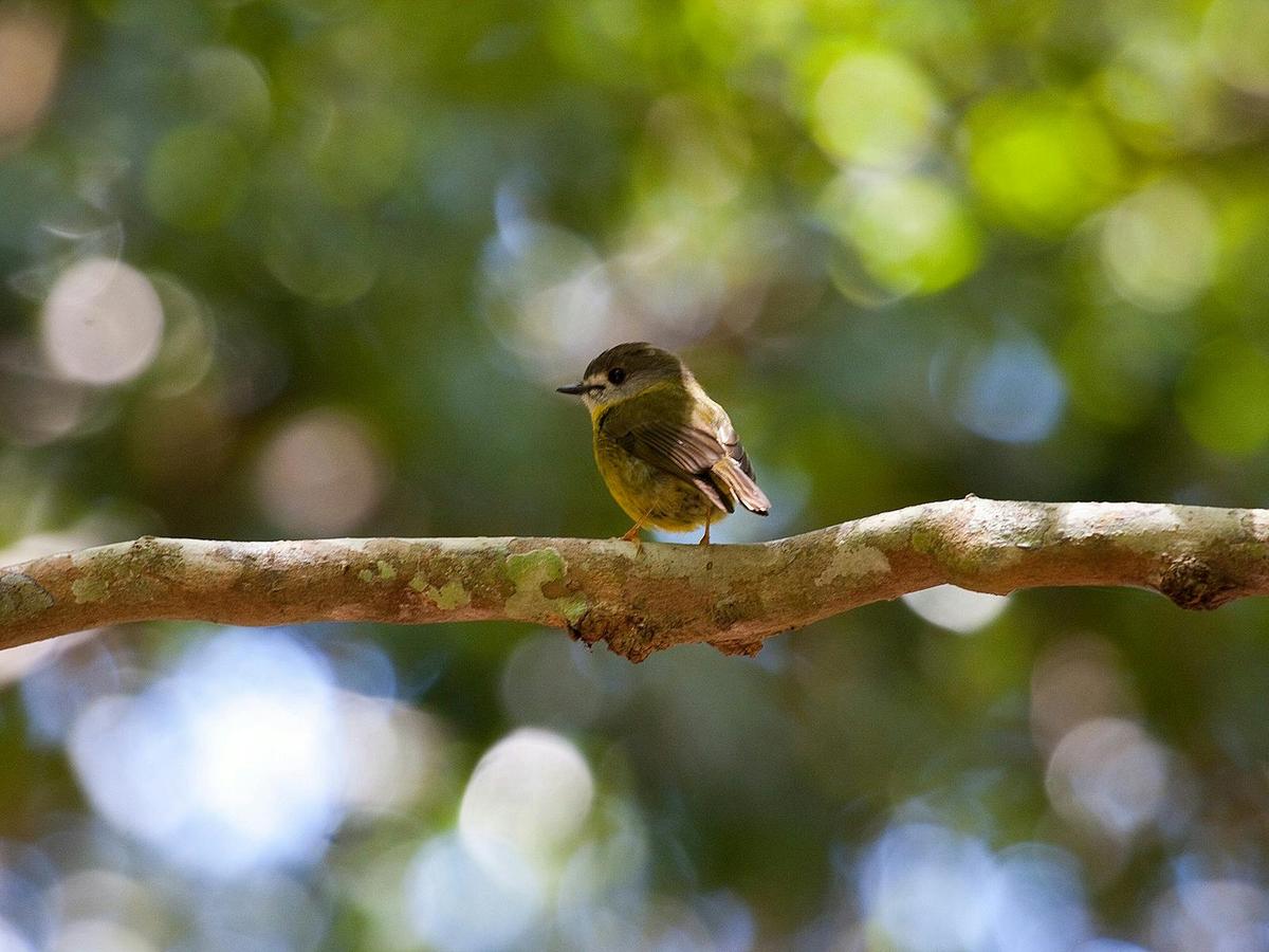 Maiala Rainforest Tour