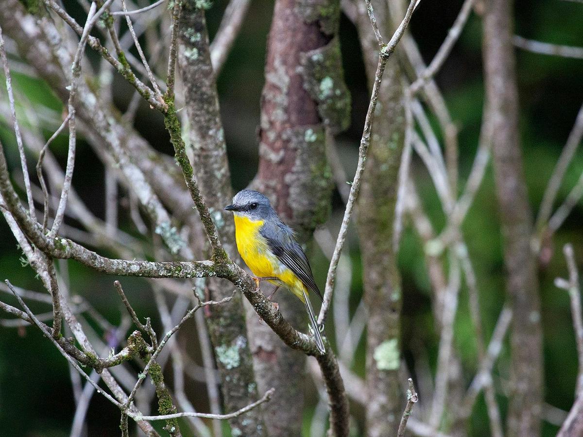 Bellthorpe Rainforest Tour