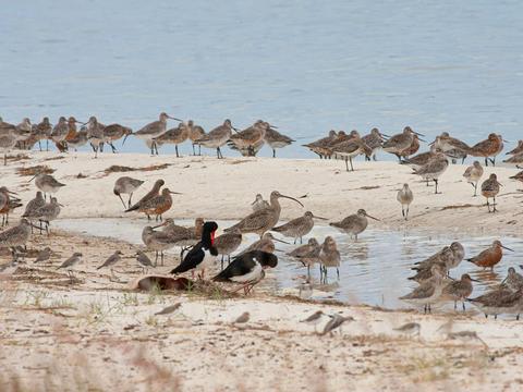 Bribie Island Birdlife Tour