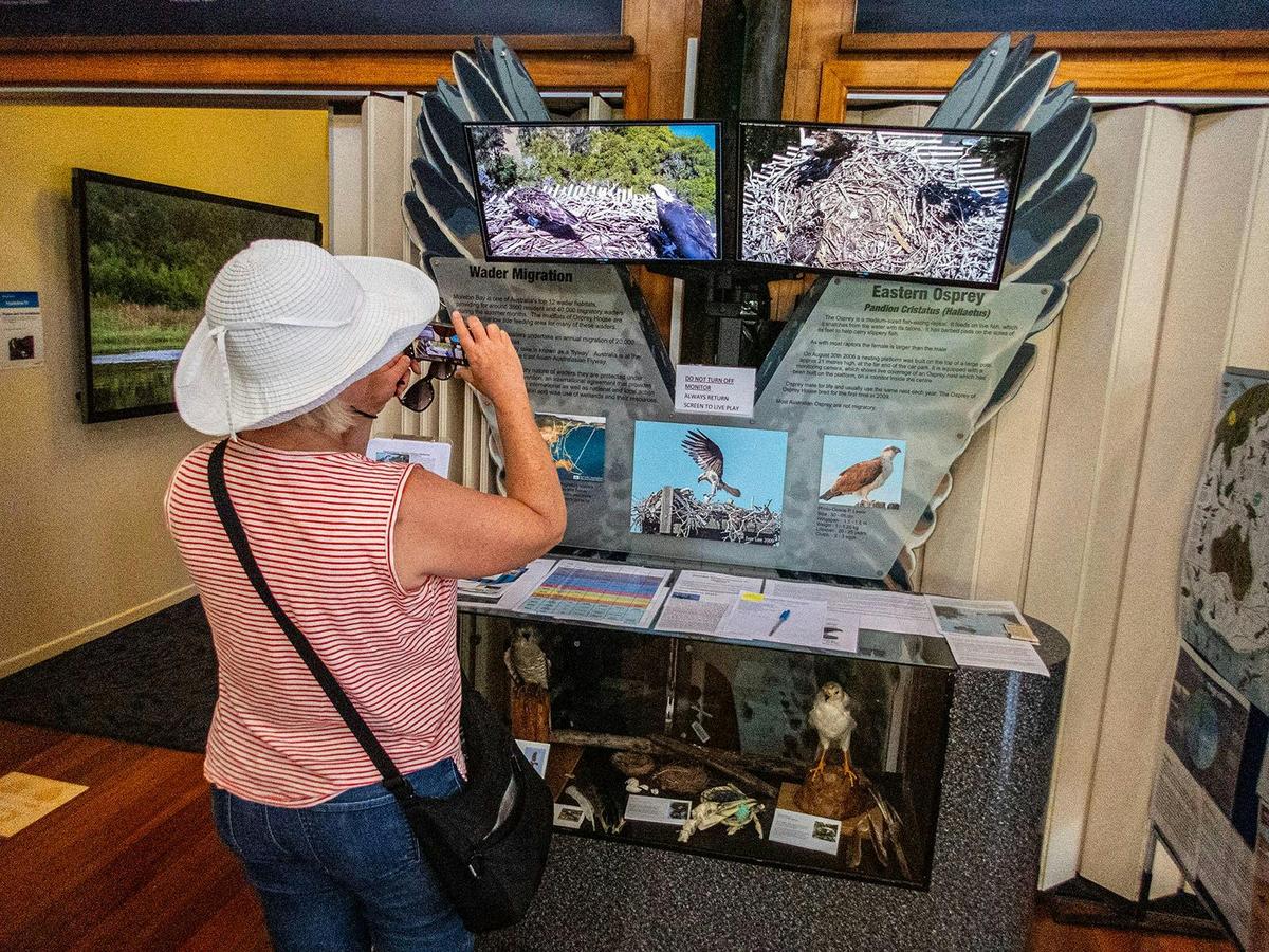 Kangaroos, Mangroves and the Ocean