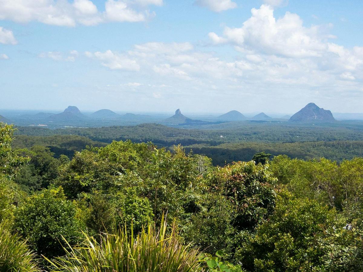 Bellthorpe Rainforest Tour