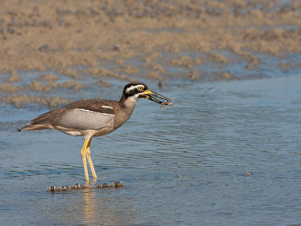 Bribie Island Birdlife Tour