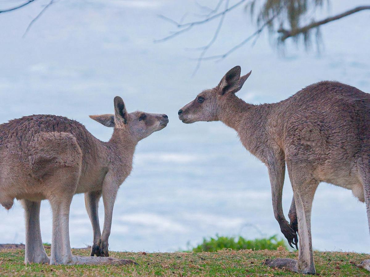 North Stradbroke Island Tour