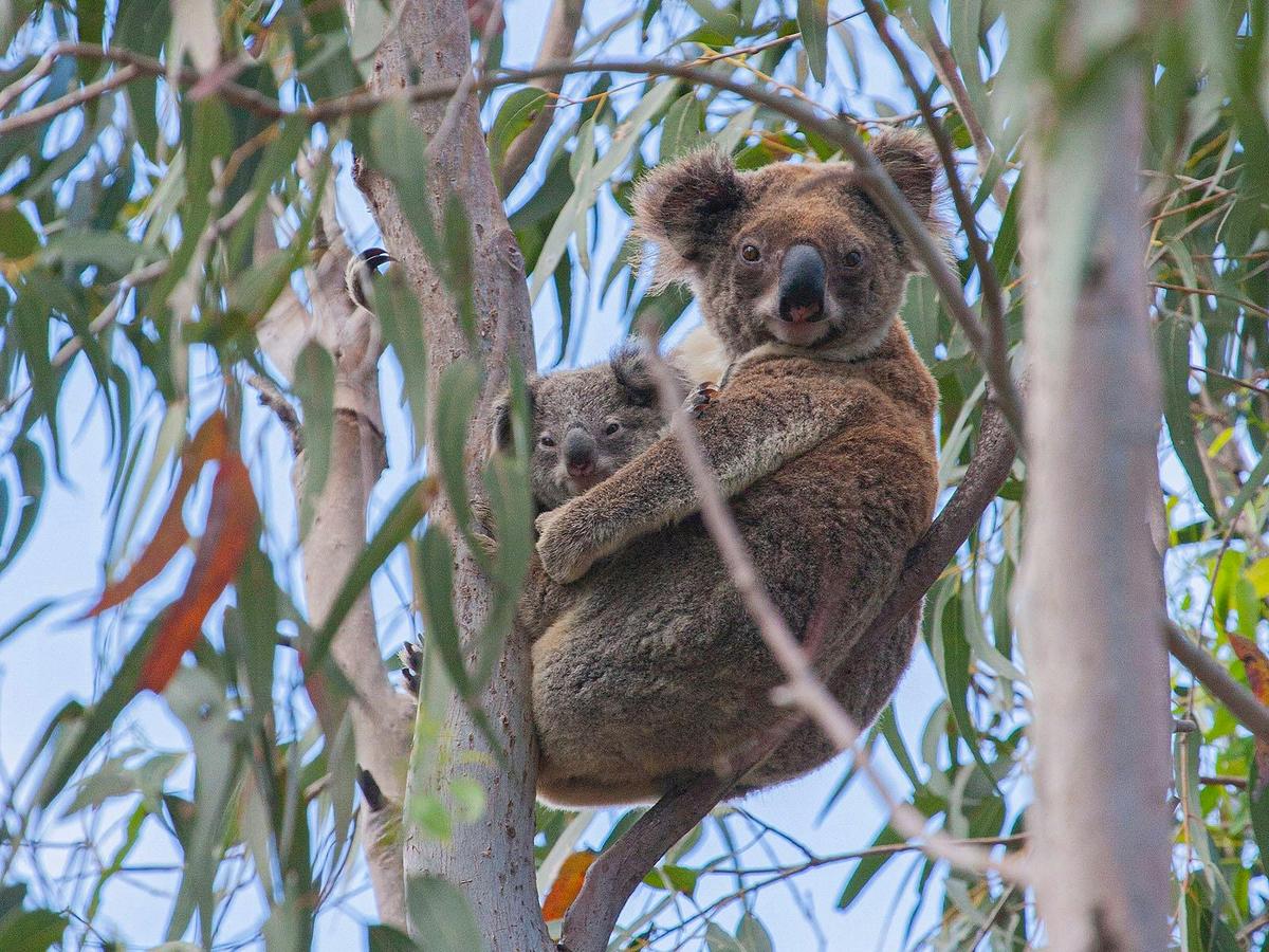 North Stradbroke Island Tour