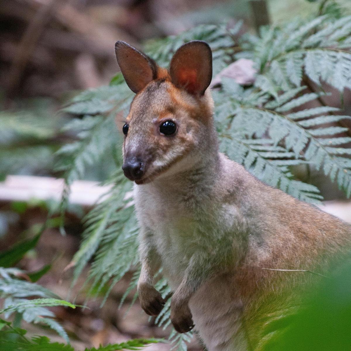 Bellthorpe Rainforest Tour
