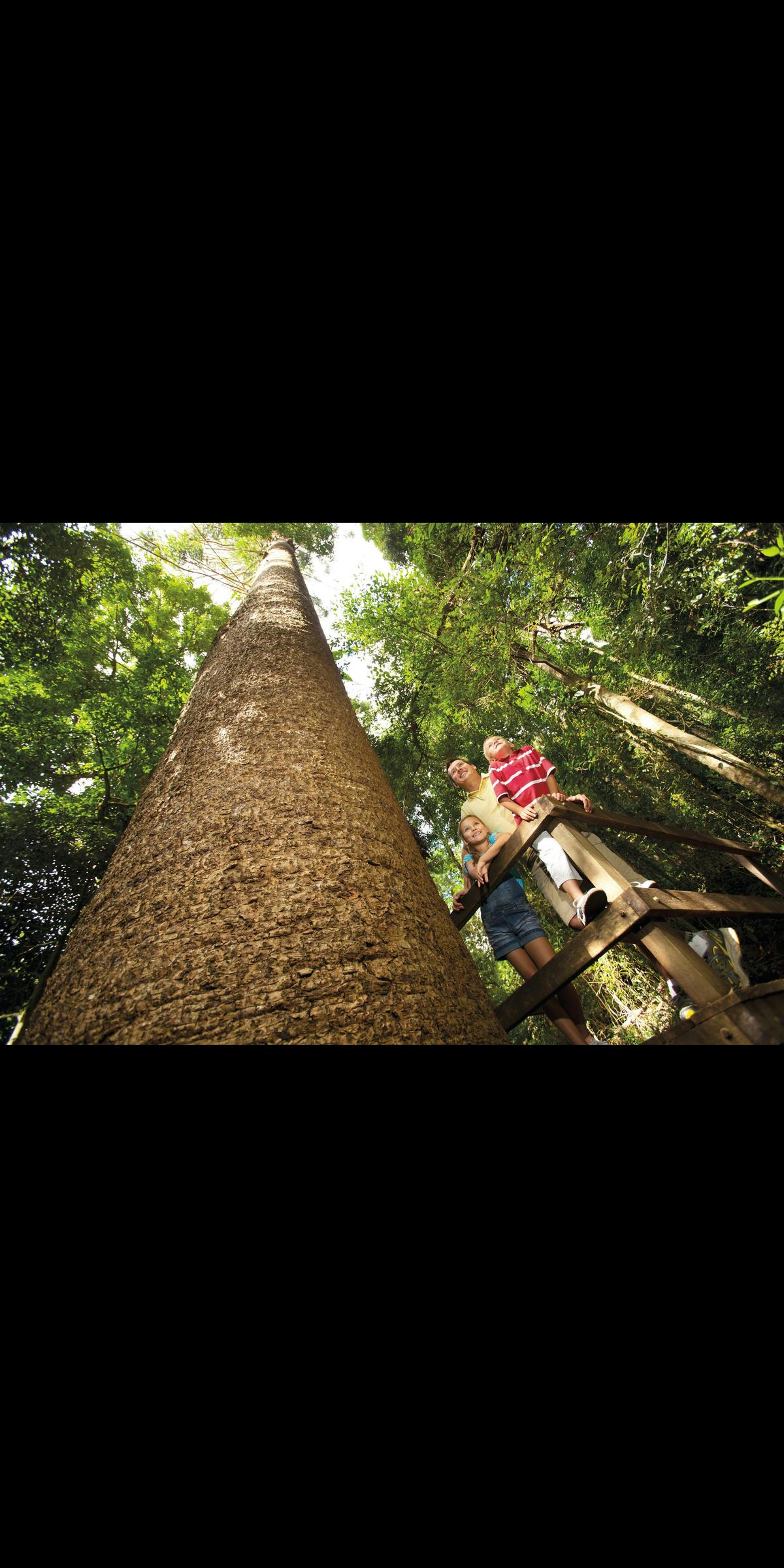 Bunya Mountains