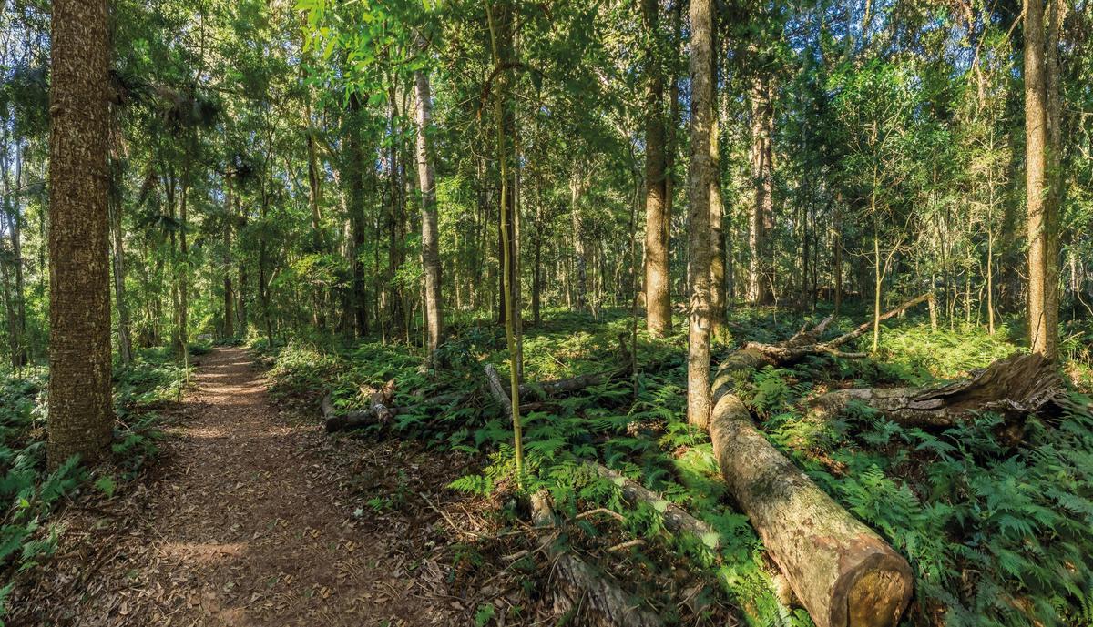 Walking trail, Bunya Mountains National Park