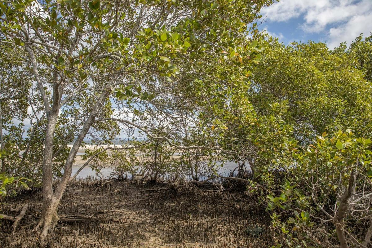 Peering through the Mangroves to the Ocean.
