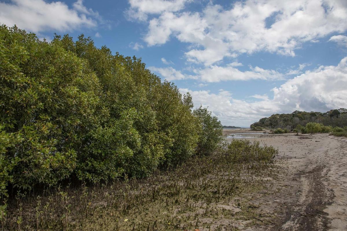 Mangroves lining the water at Buckley's Hole Conservation Park