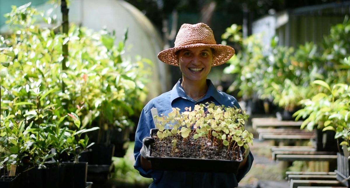 The C4 Native Plant Nursery at the Environment Centre, Mission Beach