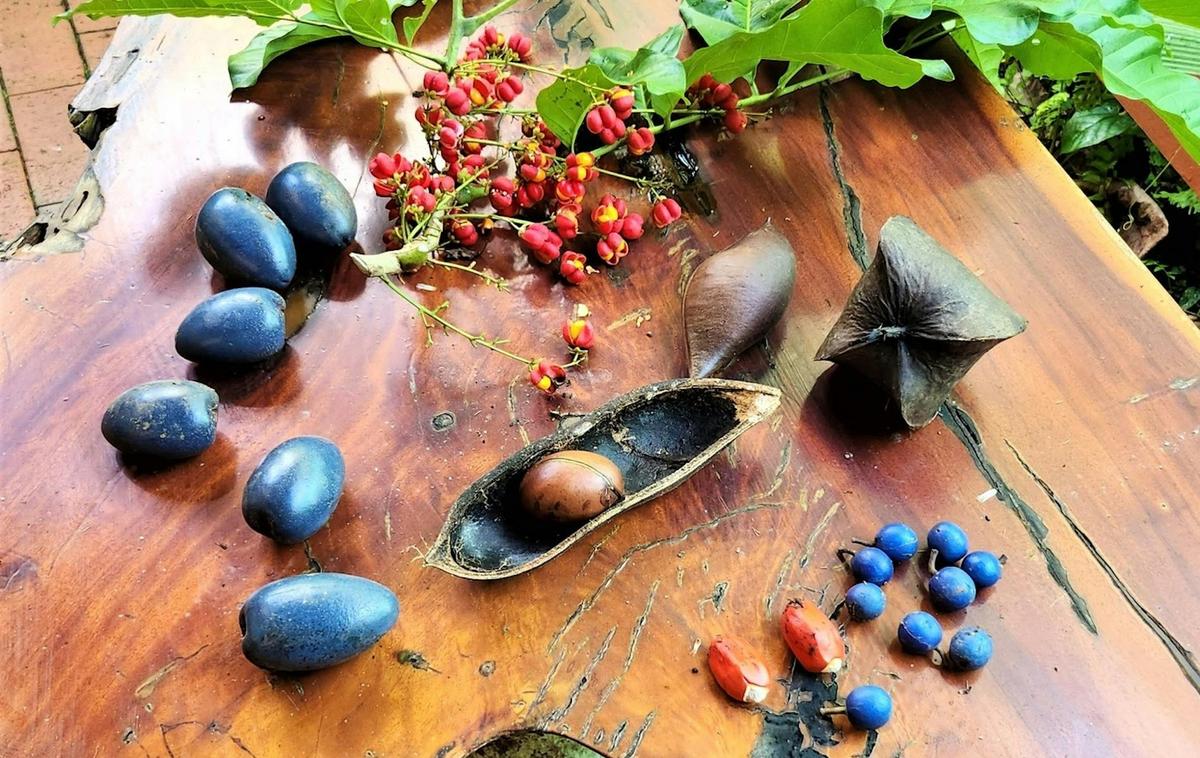 Cassowary foods on display at C4 Environment Centre, Mission Beach