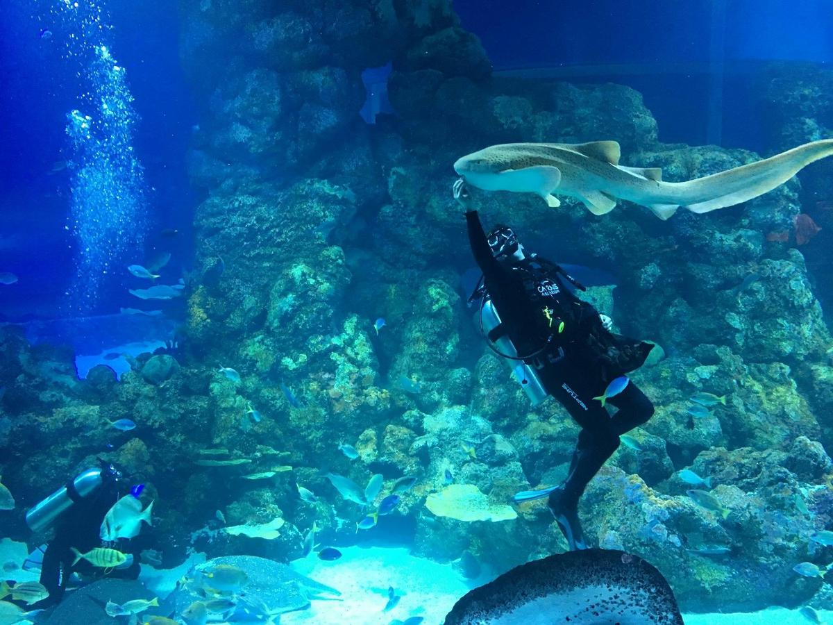 Leopard shark