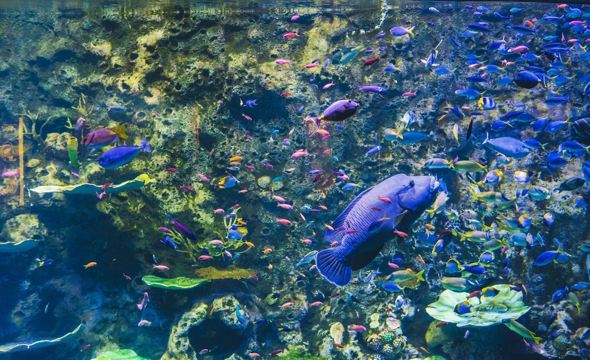 Deep Reef