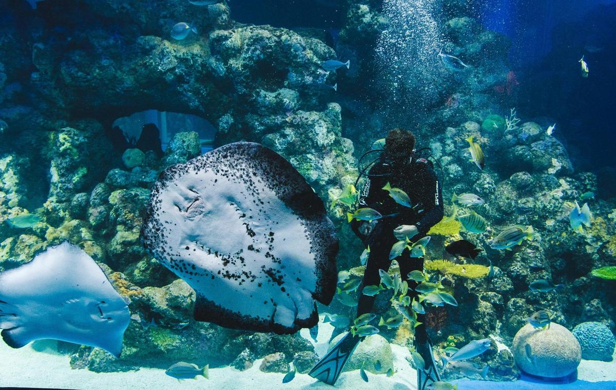 Ray feeding