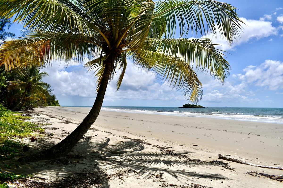 Daintree Rainforest & Mossman Gorge Full Day Tour