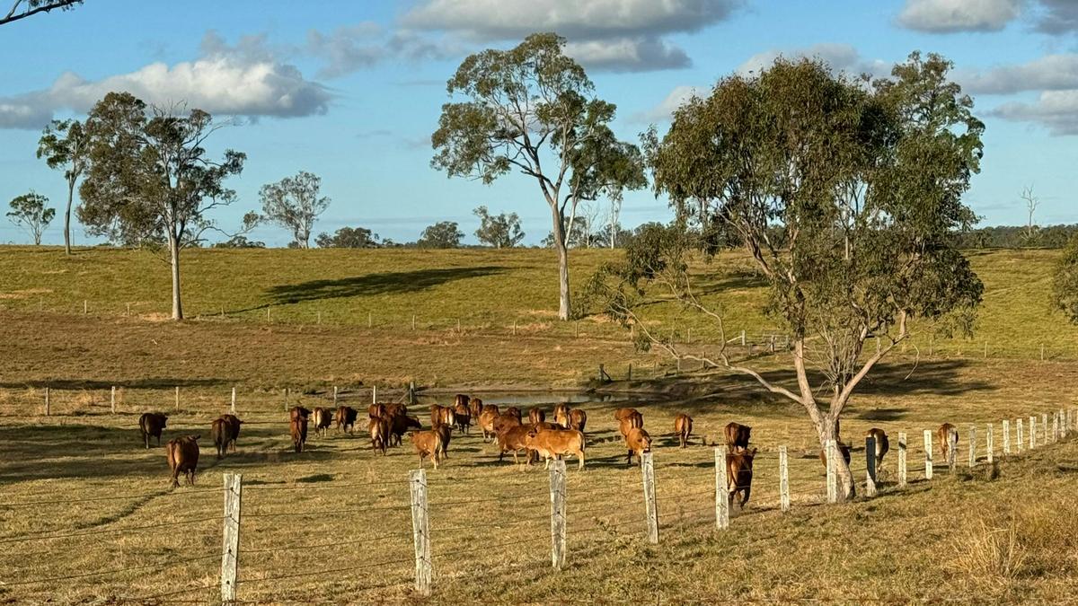 Cabbage Tree Creek Homestead
