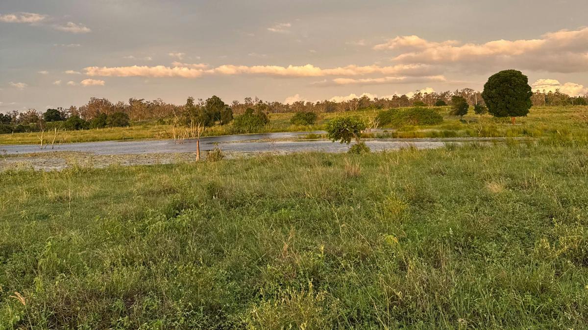Cabbage Tree Creek Homestead