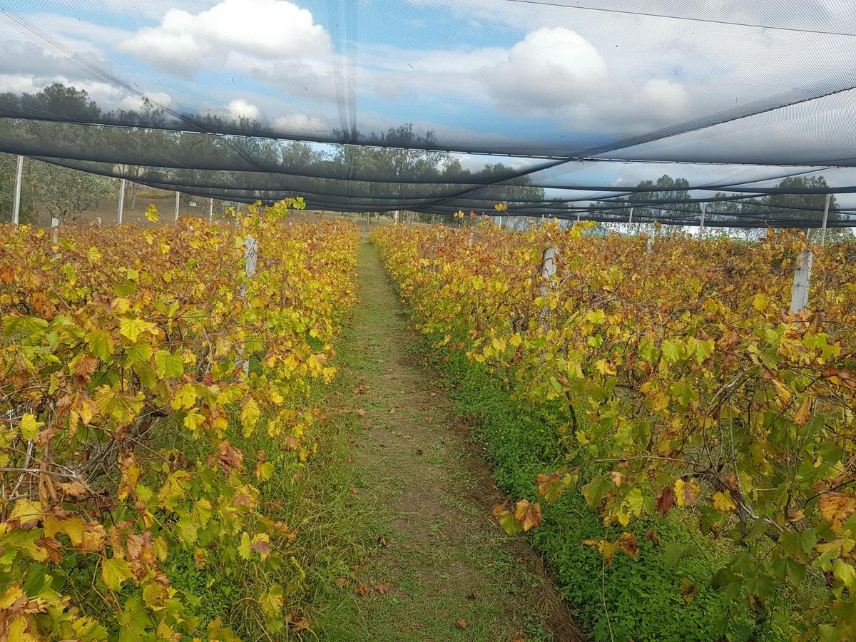 Autumn in the lower block - Chambourcin grapes - source of our Ntural Juice and our Bunyip Fortified