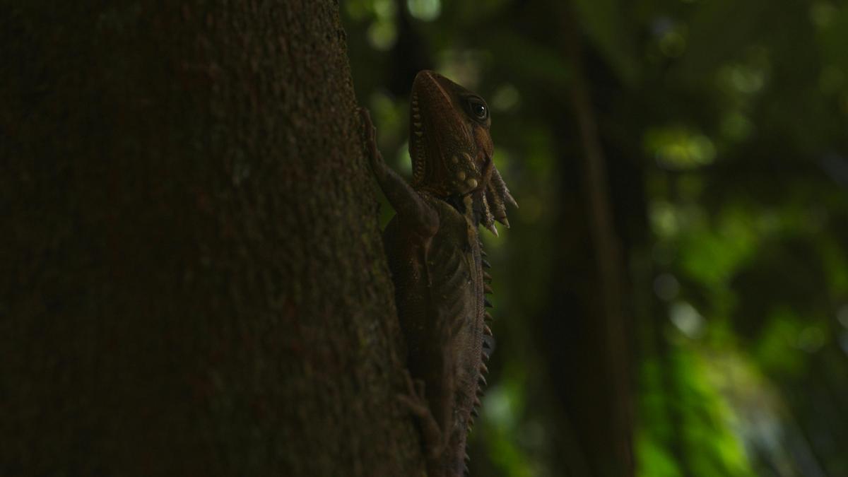 Daintree Deluxe