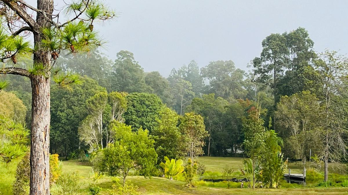 Chain of Ponds Campsite