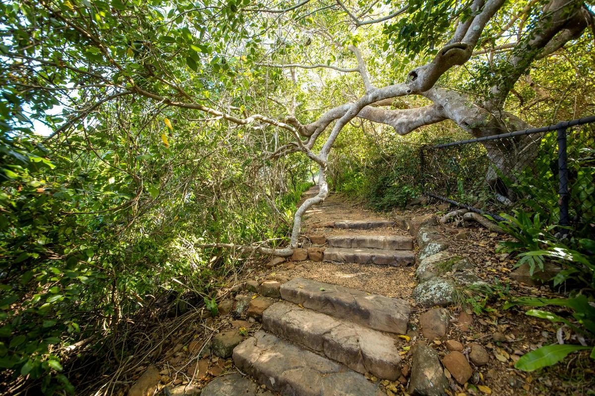 Turtle Lookout Track
