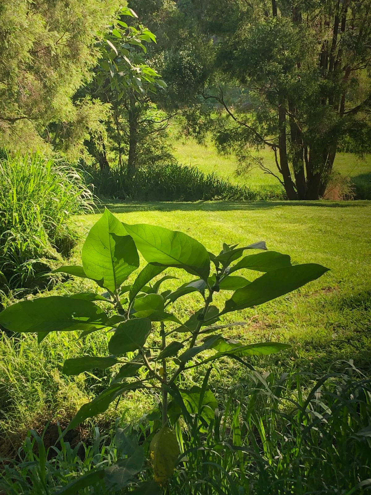 Shady trees near "The Reserve" campsite