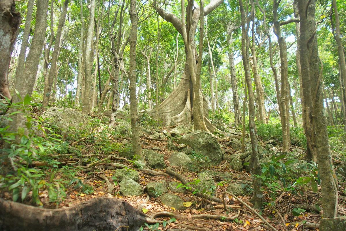 Rainforest Circuit, Burleigh Head National Park