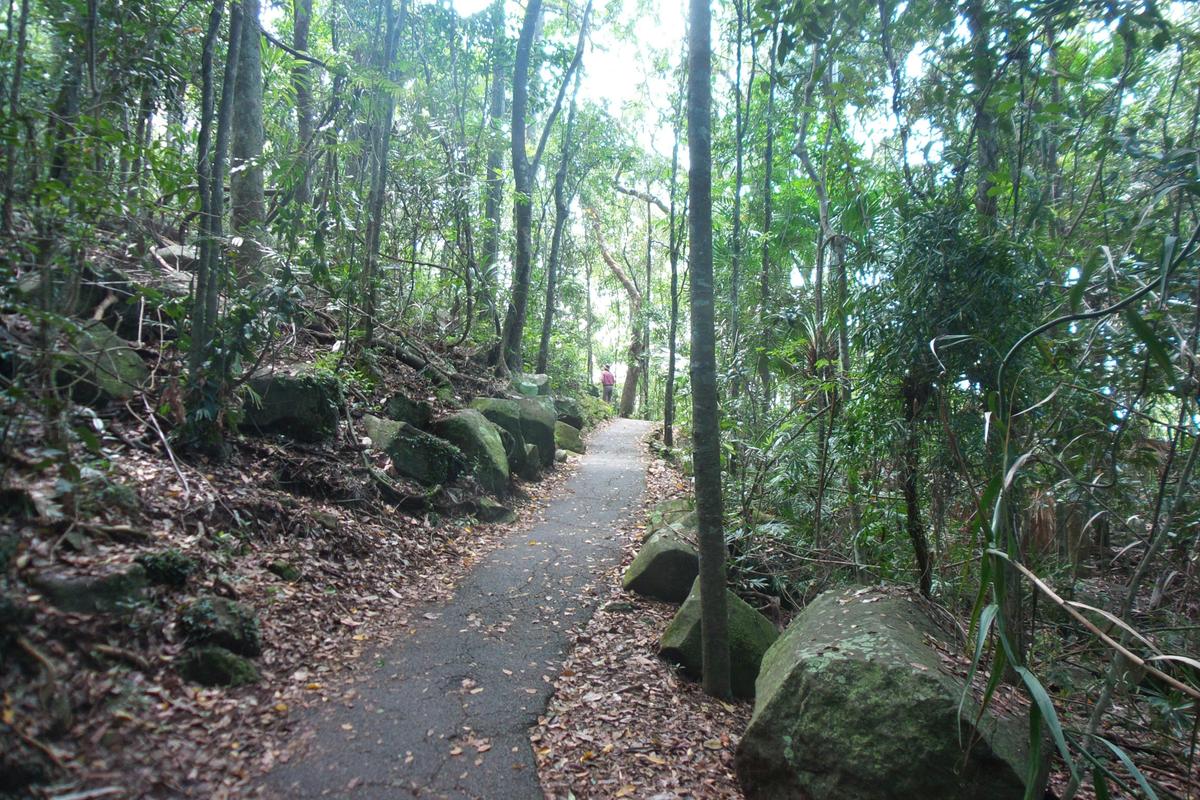 Easy track on Rainforest Circuit, Burleigh Head National Park