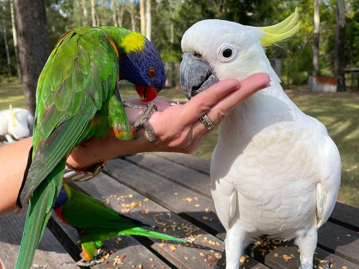 Daily bird feeding, experience nature