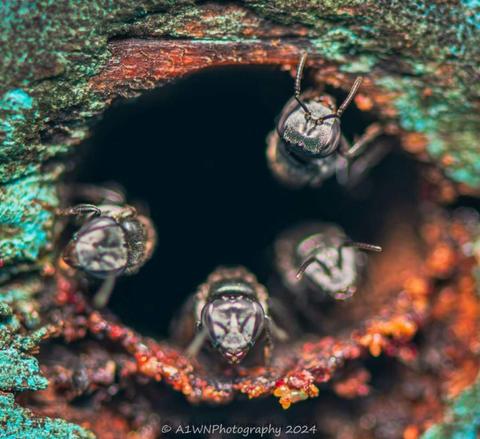 Tiny Wonders of Agnes Water
