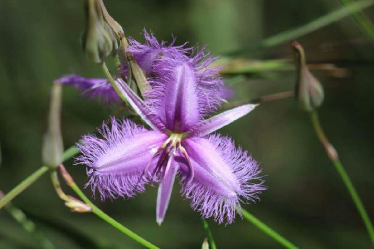 BushTracks Eco Tours