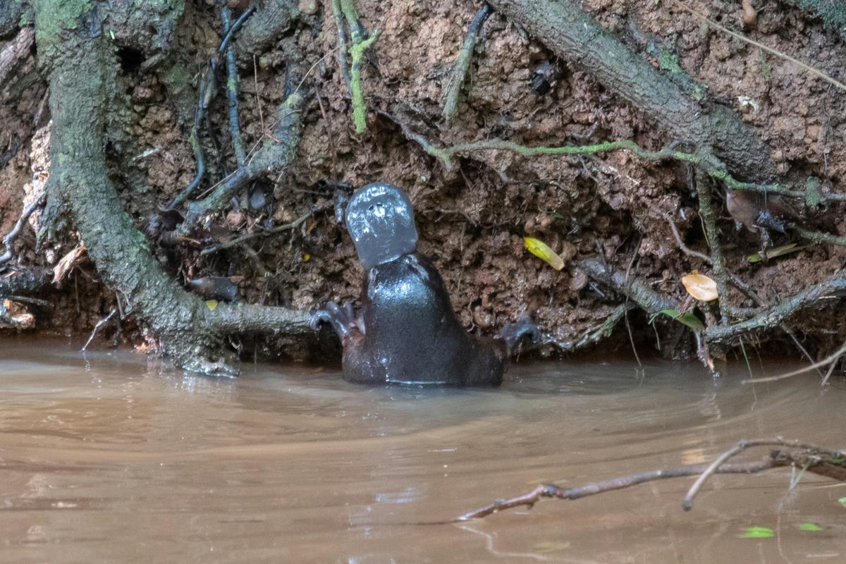 Lunch with Platypus