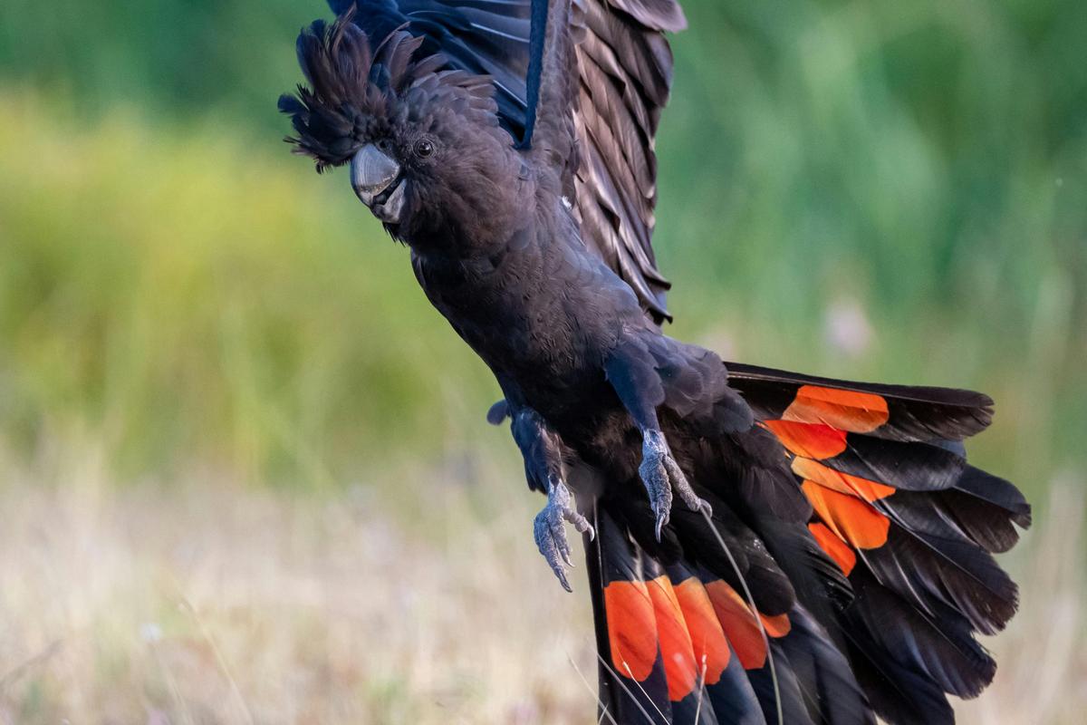 Tablelands Wildlife Tour