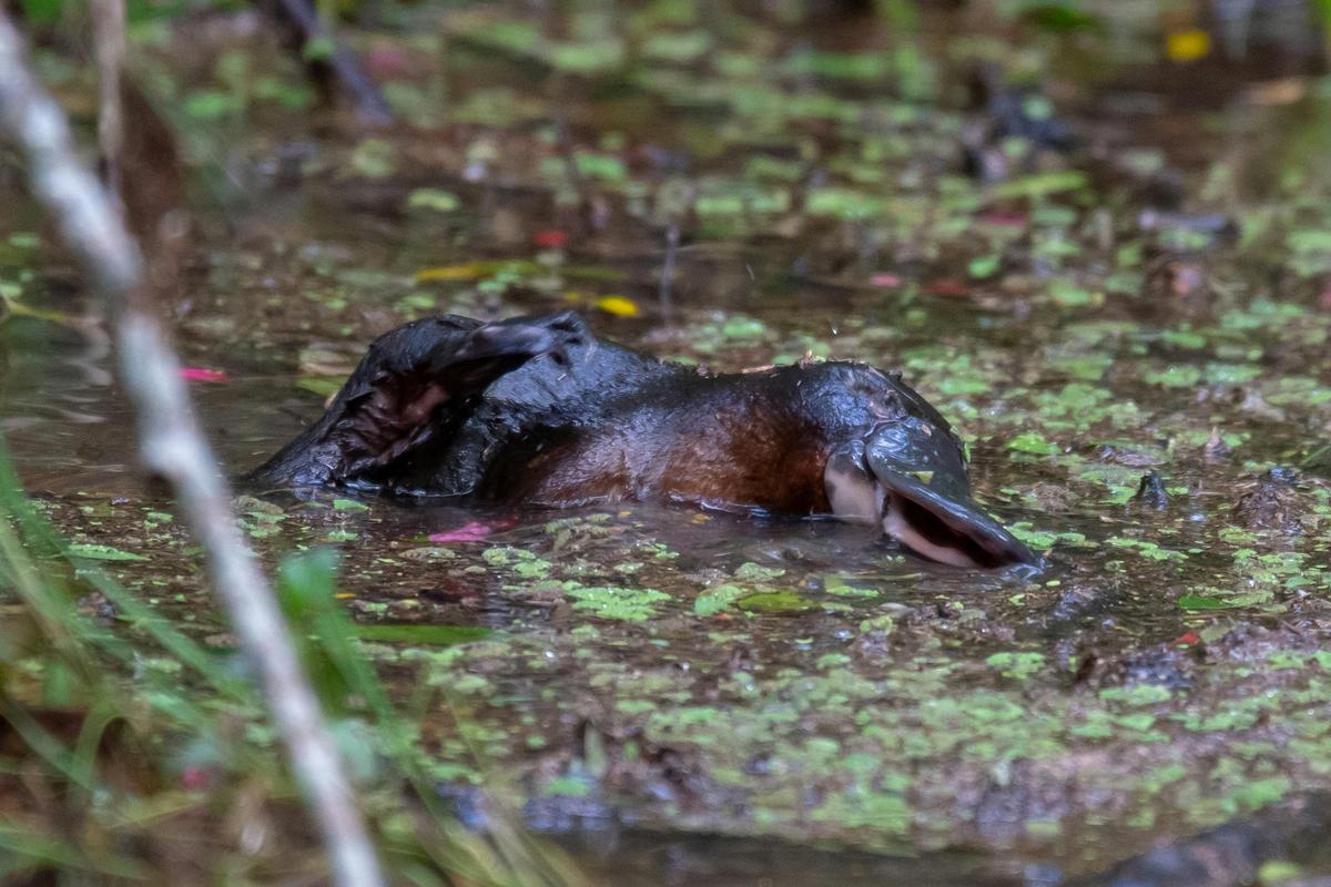 Lunch with Platypus
