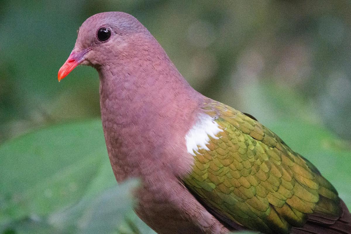 Southern Tablelands Birdwatching Tour #1 - Mid Level Sites