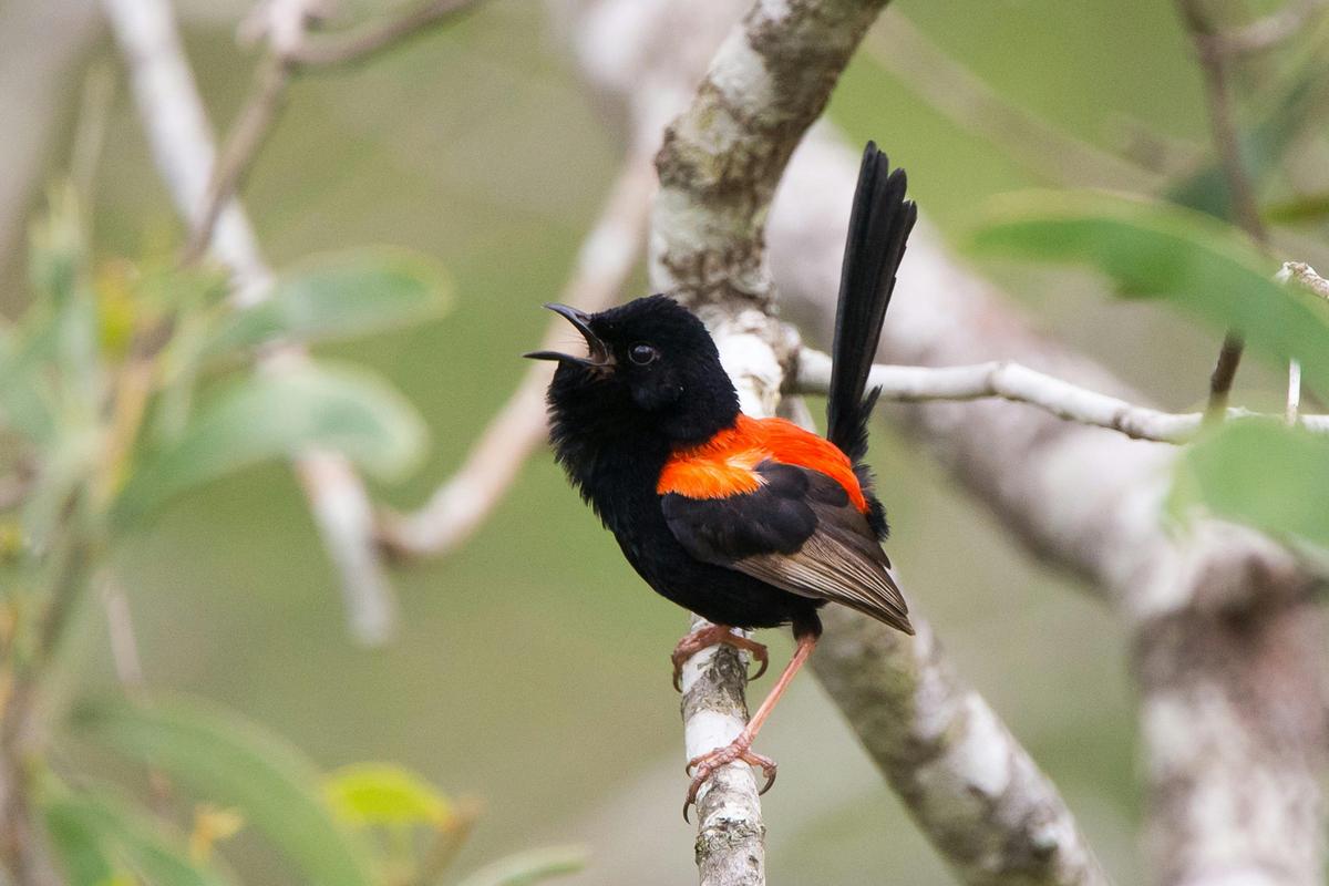 Tablelands Wildlife Tour