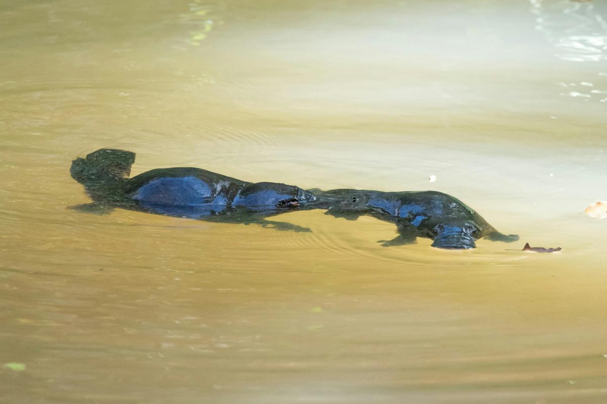 Platypus (Ornithorhynchus anatinus)
