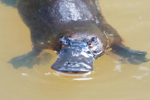 Lunch with Platypus