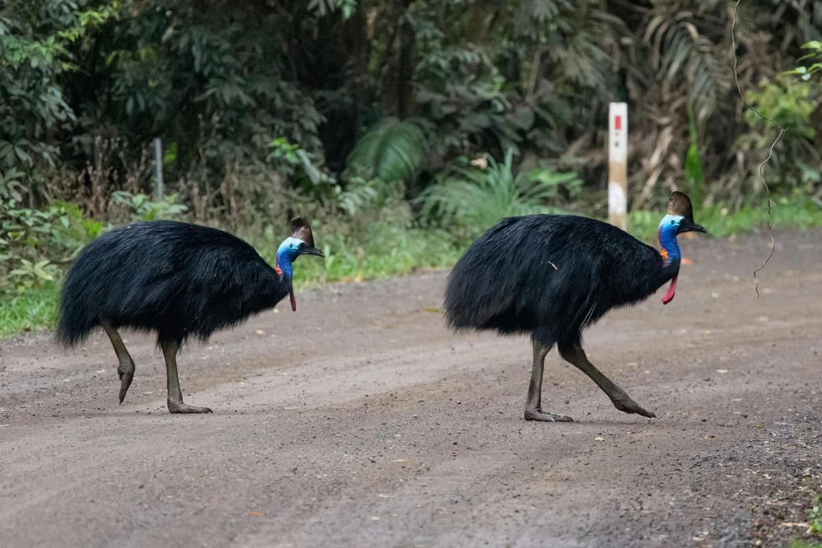 Southern Tablelands Birdwatching Tour #1 - Mid Level Sites